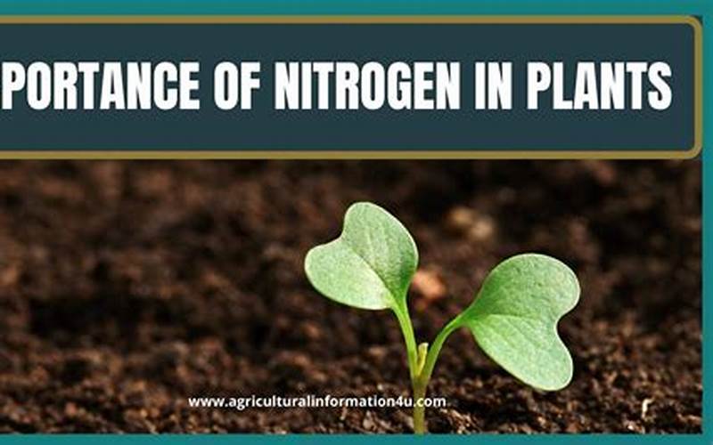 how to add nitrogen to hydroponics
