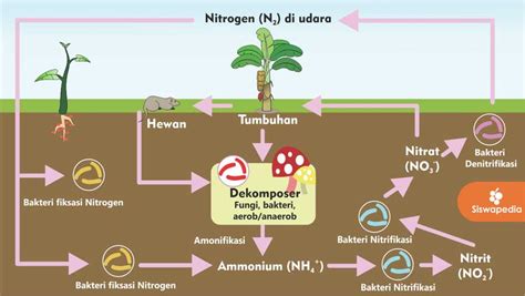 Nitrosococcus Adalah Bakteri Nitrat Berharga dalam Siklus Nitrogen