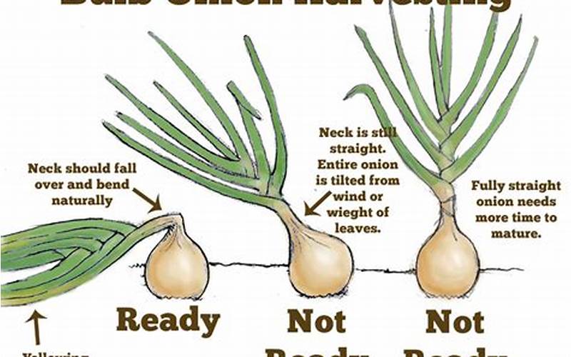 No Bulb Onion