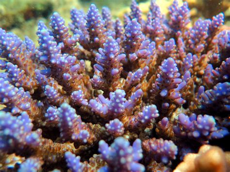 No Experience Required Dive