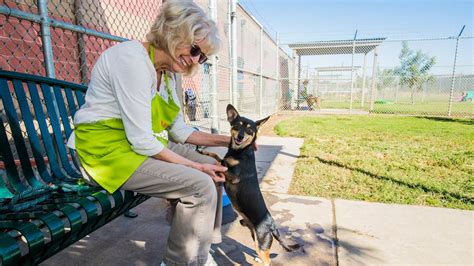 Discover No Kill Animal Shelters in Modesto, CA - Fostering a Compassionate Community for Pets