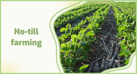 Revolutionizing Traditional Farming: Unlock the Secrets of No-Till Farming Definition