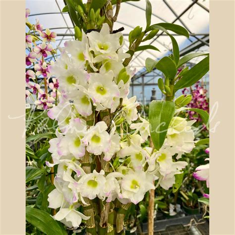 Nobile-Type Dendrobiums