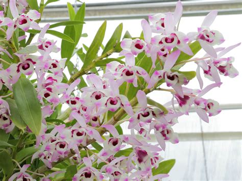 Noble Dendrobium
