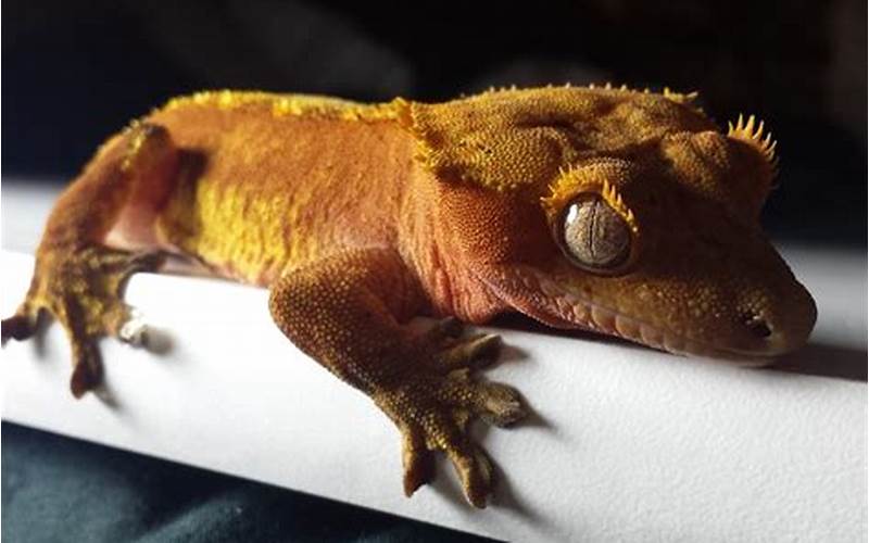 Nocturnal Crested Gecko