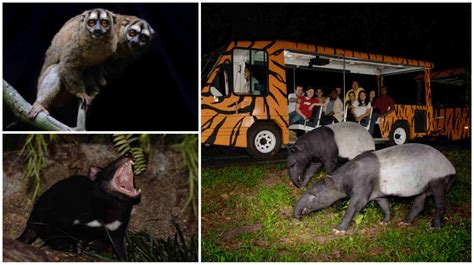 Nocturnal Creatures Safari