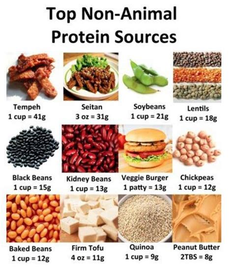 Non Animal Protein Examples