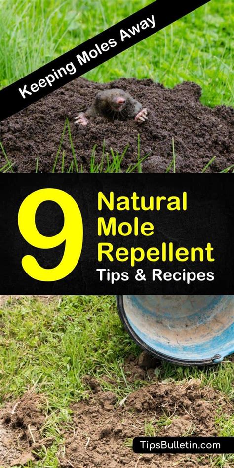 Non-Lethal Methods: How to Deter Moles Naturally