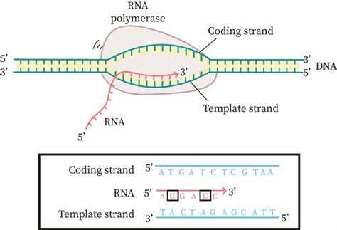 Non-template Strand Dna Is Called The Coding Strand