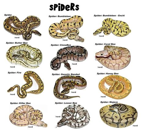 Normal Ball Python Morphs Chart