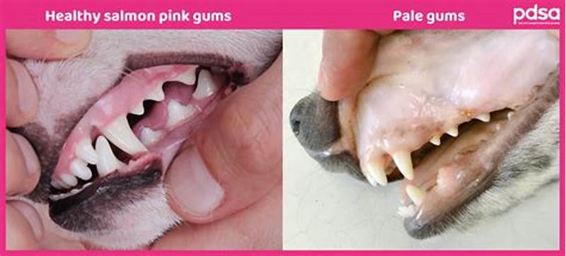 Normal Color Chart Pale Gums In Dogs