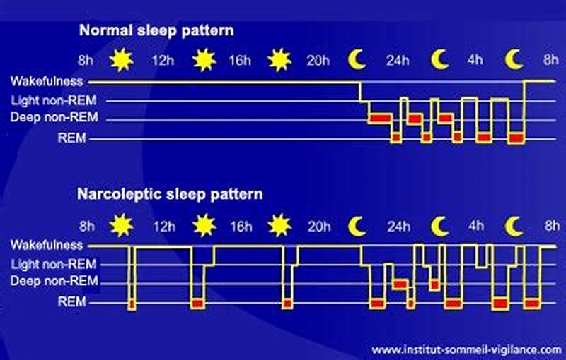 Normal Deep And Light Sleep Pattern