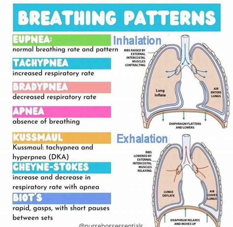 Normal Respiratory Pattern