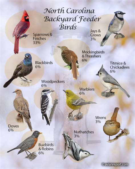 North Carolina Bird Chart