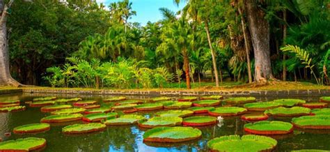 North Tour: Port Louis, Caudan & Botanical Garden Review