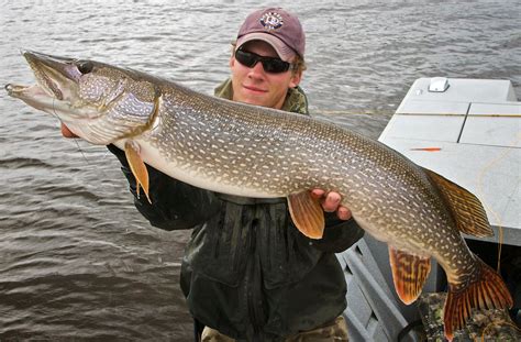 Northern Pike