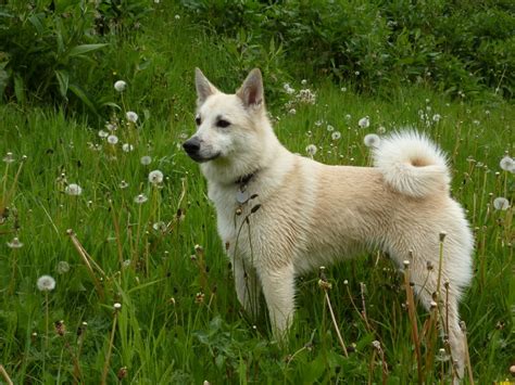 Norwegian Buhund Breed Guide Learn about the Norwegian Buhund.