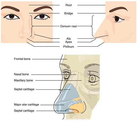 Structure of nose Stock Image P410/0009 Science