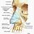 Nose Cartilage Anatomy