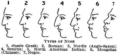 Nose Ethnicity Chart