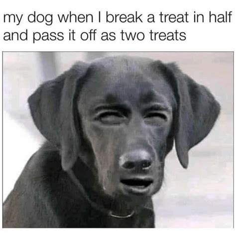 Not A Dog Person Meme