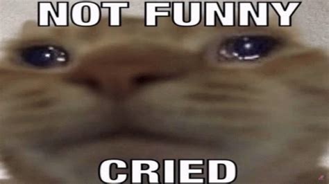 Not Funny Cat Meme