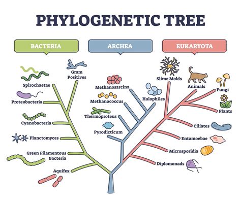 Nucleic Acids and Evolutionary Relationships