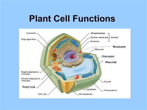 Function Plant