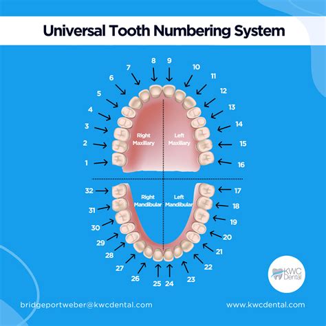 Number of Teeth Being Replaced