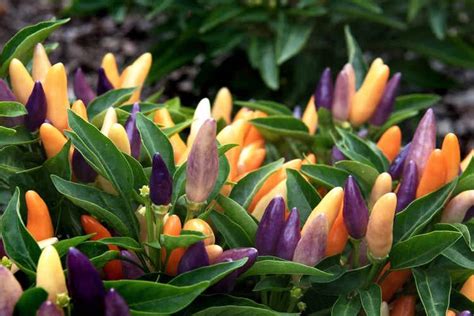 Numex Easter Pepper