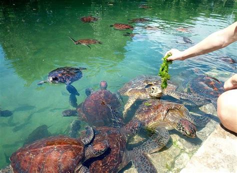 Nungwi Turtle Sanctuary