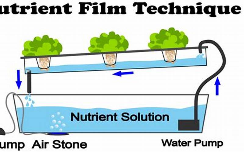 Nutrient Film Technique (Nft) Hydroponics