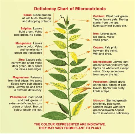 Nutrient Deficiency Plant Chart