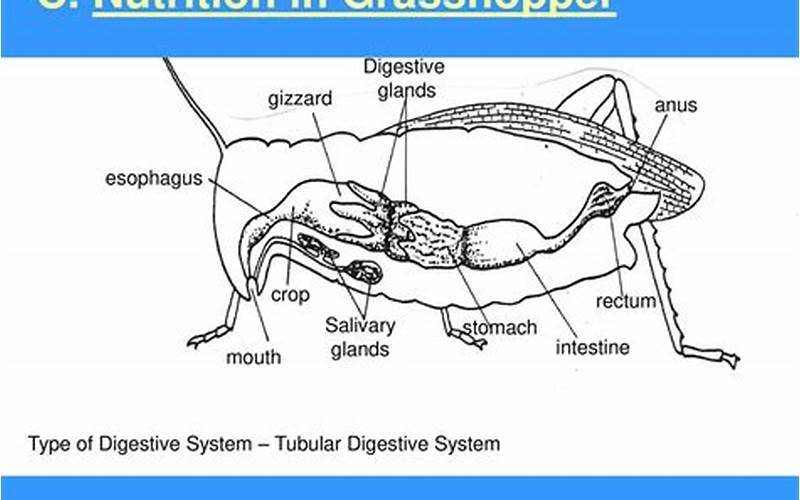 Nutrients In Grasshoppers