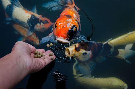 Nutrition for Koi Fish