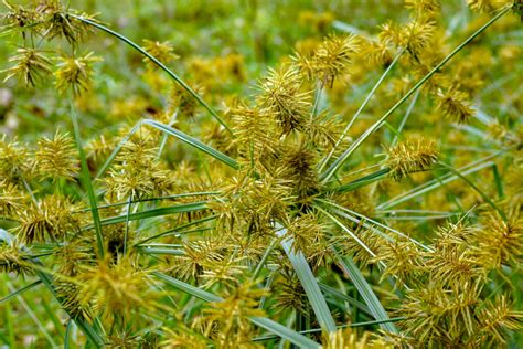 Nutsedge Weed