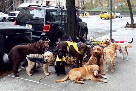 Nyc Register Dog