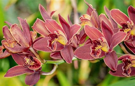 O Que é Cymbidium