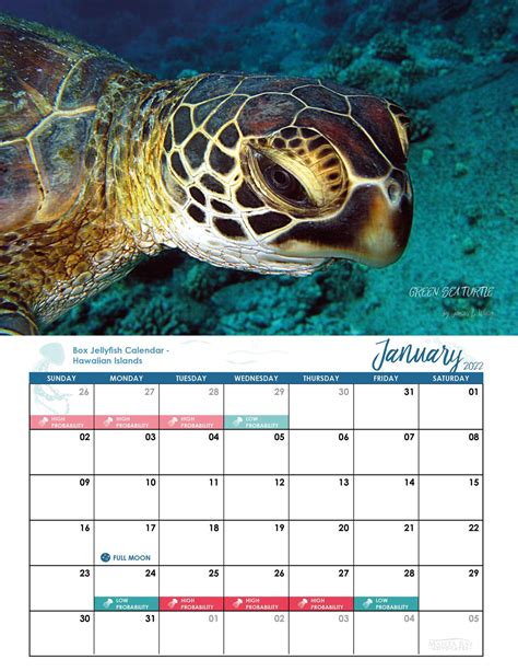 Oahu Jellyfish Calendar