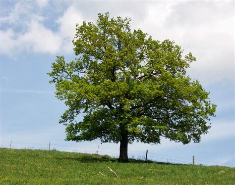 Oak (Quercus Robur)