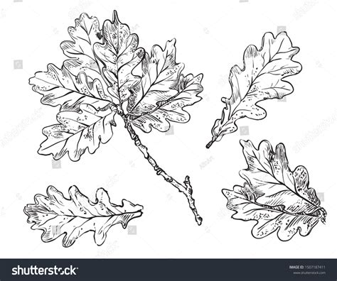 Oak Leaves Drawing