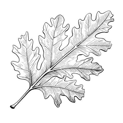 Oak Leaves Drawings