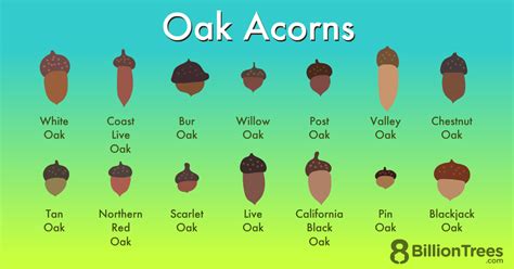 Oak Tree Acorn Identification Chart