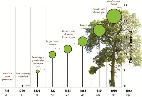 Oak Tree Age Estimation