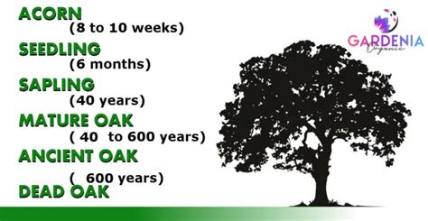 Oak Tree Growth Rate Chart