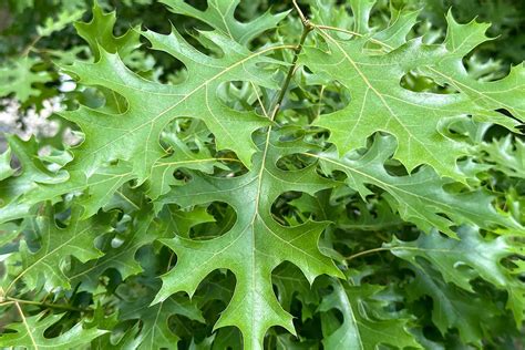 Oak Tree Leaves Images