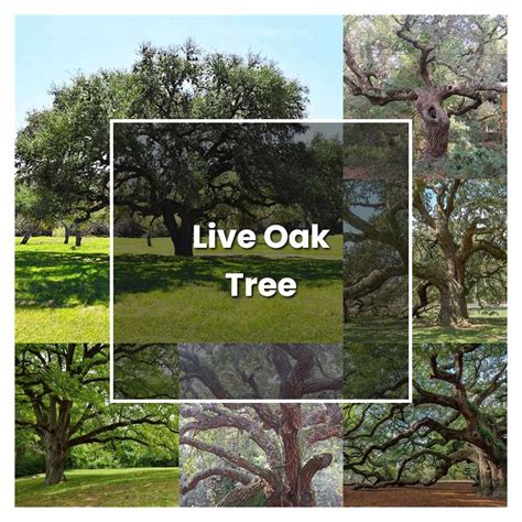 Oak Tree Planting and Caring