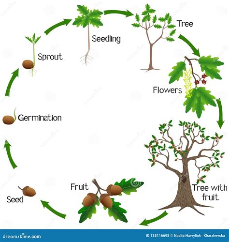 Oak Tree Life Cycle