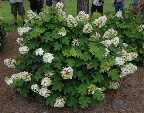 Oakleaf Hydrangea (Hydrangea quercifolia)