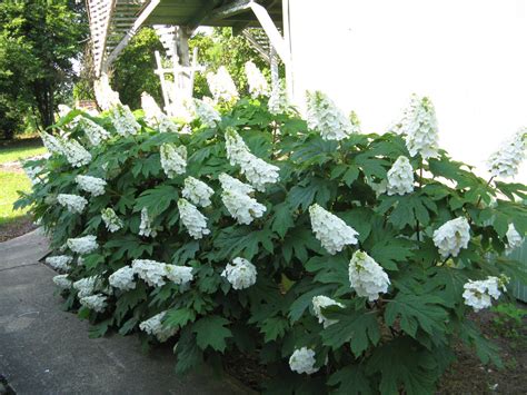 Oakleaf Hydrangeas (Hydrangea quercifolia)